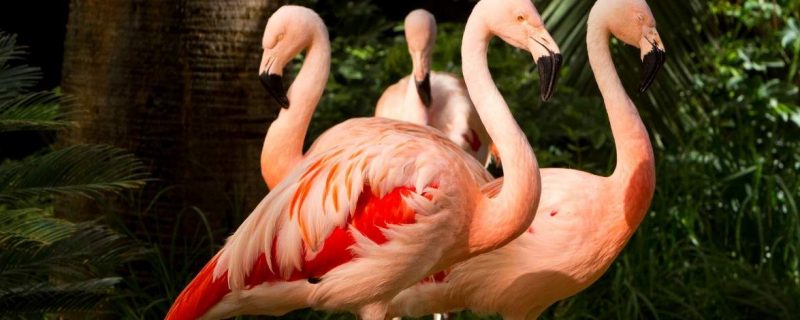 wildlife habitat en el flamingo